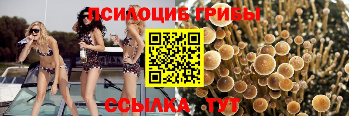 Галлюциногенные грибы Cubensis  где можно купить   Нефтекумск  Вход с VPN 